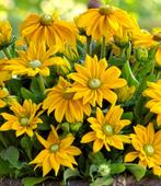 Zaden Rudbeckia Sunbeckia Ophelia, Verzenden, Voorjaar, Volle zon, Zaad