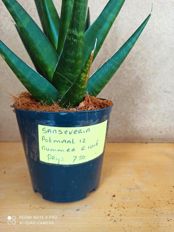 Sanseveria potmaat 12 nummer C1016, Huis en Inrichting, Kamerplanten, Minder dan 100 cm, Halfschaduw, Ophalen of Verzenden