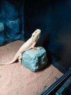 Mooie jomge Baardagaam., Dieren en Toebehoren, Hagedis, 0 tot 2 jaar