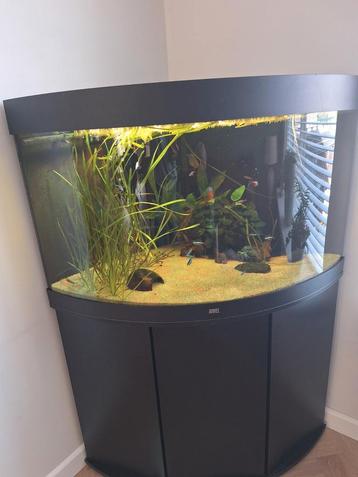 Aquarium Juwel trigon 190 met extern filter oase beschikbaar voor biedingen