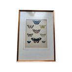 Fraaie antieke plaat uit Vlinderboek, Ophalen of Verzenden