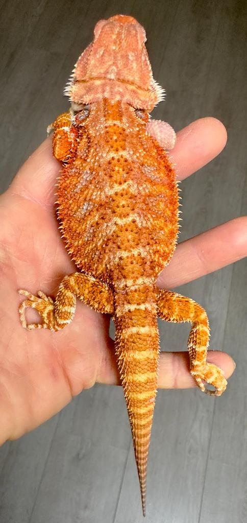 Red hypo baardagaam jonkie