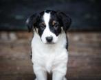 Border collie x Australian Shepherd pups, Dieren en Toebehoren, Sheepdog, CDV (hondenziekte), 8 tot 15 weken, Meerdere