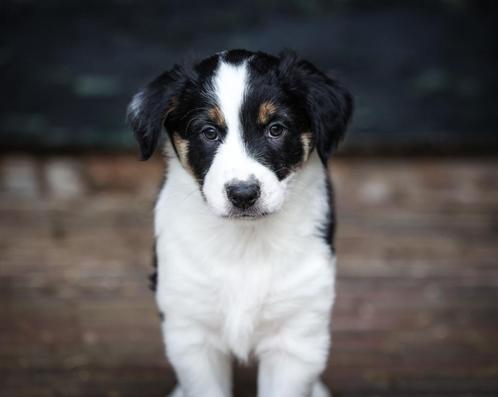 Border collie x Australian Shepherd pups mogen verhuizen!, Dieren en Toebehoren, Honden | Herdershonden en Veedrijvers, Reu, Collie