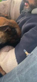 Mechelse herder ter dekking. Heeft al goede nakomelingen geg, Dieren en Toebehoren, Rabiës (hondsdolheid), Reu, Meerdere, 3 tot 5 jaar