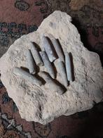 BELEMNIET, Verzamelen, Mineralen en Fossielen, Verzenden, Fossiel