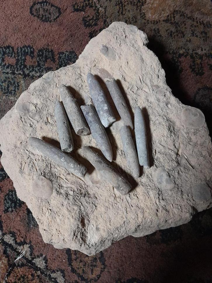 BELEMNIET, Verzamelen, Mineralen en Fossielen, Fossiel, Verzenden