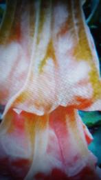 Brugmansia Bf hortensia rose rood dubbel, Tuin en Terras, Vaste plant, Halfschaduw, Zomer, Ophalen