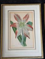 1893 J Andrews Antiek botanische  lithografie Amaryllis, Antiek en Kunst, Ophalen of Verzenden