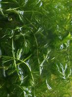 Zuurstofplanten voor vijver of aquarium, Tuin en Terras, Vijvers, Ophalen, Nieuw