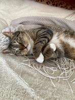 Kater en poesje, Dieren en Toebehoren, Katten en Kittens | Raskatten | Korthaar, Meerdere dieren, 0 tot 2 jaar