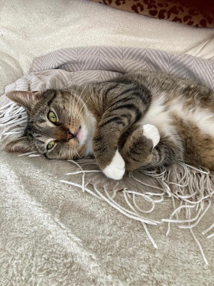 Kater en poesje, Dieren en Toebehoren, Katten en Kittens | Raskatten | Korthaar, Meerdere dieren, 0 tot 2 jaar