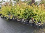Magnolia struiken, vele soorten!! 80-100 cm Tulpenboom, Tuin en Terras, Ophalen of Verzenden, Overige soorten, Struik, Minder dan 100 cm