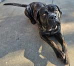 Cane Corso 2 jaar, Dieren en Toebehoren, CDV (hondenziekte), België, Particulier, Overige rassen