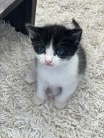 Kittens, Dieren en Toebehoren, Katten en Kittens | Overige Katten, Meerdere dieren, 0 tot 2 jaar