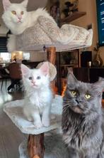 Maine Coon kittens, zonder stamboom, Dieren en Toebehoren, Meerdere dieren