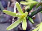 Caudex Adenia Spinosa uit Zuid Afrika 23cm pot, Overige soorten, Ophalen of Verzenden, In pot, Minder dan 100 cm