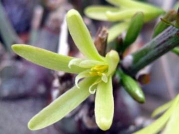 Caudex Adenia Spinosa uit Zuid Afrika 23cm pot beschikbaar voor biedingen