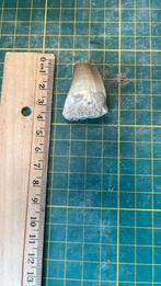 mosasaurus tand, Verzamelen, Mineralen en Fossielen, Ophalen of Verzenden, Fossiel
