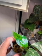 Anthurium AoS x papi, Ophalen, Overige soorten, Minder dan 100 cm