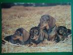 (297) Dierenkaart: HONDEN, Verzamelen, Verzenden, Ongelopen, Hond of Kat