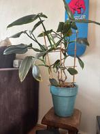 Philodendron silver sword, Huis en Inrichting, Kamerplanten, Ophalen, Halfschaduw, Minder dan 100 cm