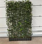Hedera Kant en klaar haag - Hedera scherm - Hedera Rek, Vaste plant, Ophalen of Verzenden, Bloeit niet, Halfschaduw