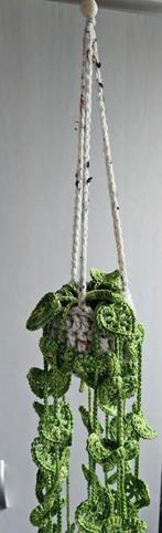 Hangplantje, monstera, Ophalen of Verzenden, Overige soorten, Minder dan 100 cm