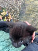 2 super tamme kittens te koop!, Meerdere dieren, Kortharig, 0 tot 2 jaar