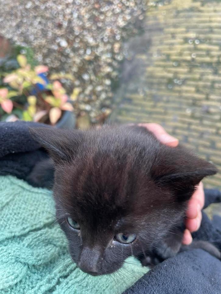 2 super tamme kittens te koop!, Dieren en Toebehoren, Katten en Kittens | Overige Katten, Kortharig, Meerdere dieren, 0 tot 2 jaar
