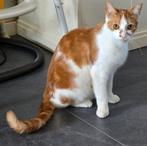 Sanji zoekt ander huisje, lees mijn verhaal <3, Dieren en Toebehoren, Kater, Kortharig, 0 tot 2 jaar