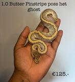 1.0 Butter Pinstripe poss het ghost NK25, Slang