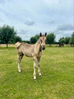 Stalling aangeboden voor merrieveulen, Dieren en Toebehoren, Stalling en Weidegang, Stalling