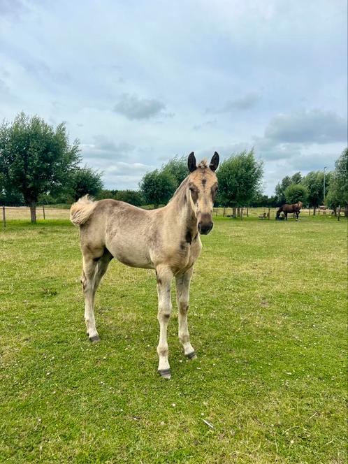 Stalling aangeboden voor merrieveulen, Dieren en Toebehoren, Stalling en Weidegang, Stalling