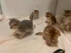 Britse korthaar kittens golden shaded stamboom, Dieren en Toebehoren, Katten en Kittens | Raskatten | Korthaar, Poes, Ontwormd