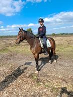Draver paard, Minder dan 160 cm, B, Ruin, 11 jaar of ouder