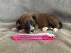 Mooie border collie pups /puppy, Dieren en Toebehoren, CDV (hondenziekte), 8 tot 15 weken, Collie, Meerdere