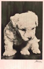 Jonge miniatuur poedel, Ophalen of Verzenden, Voor 1920, Ongelopen, Hond of Kat