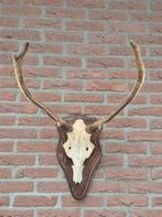 Compact Edelhert Gewei Taxidermie Mancave f22, Ophalen, Gebruikt, Hert, Gewei of Kop