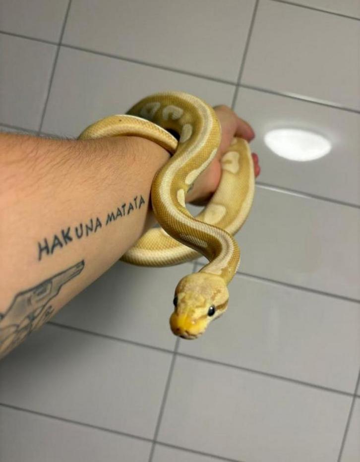 Mojave banana pastel het clown 1.0