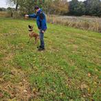 aanhankelijke jonge Mechelse herder reu, Dieren en Toebehoren, Honden | Herdershonden en Veedrijvers, Rabiës (hondsdolheid), 15 weken tot 1 jaar