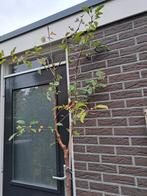 Appelboom, Tuin en Terras, Planten | Fruitbomen, Ophalen, Appelboom, Lente