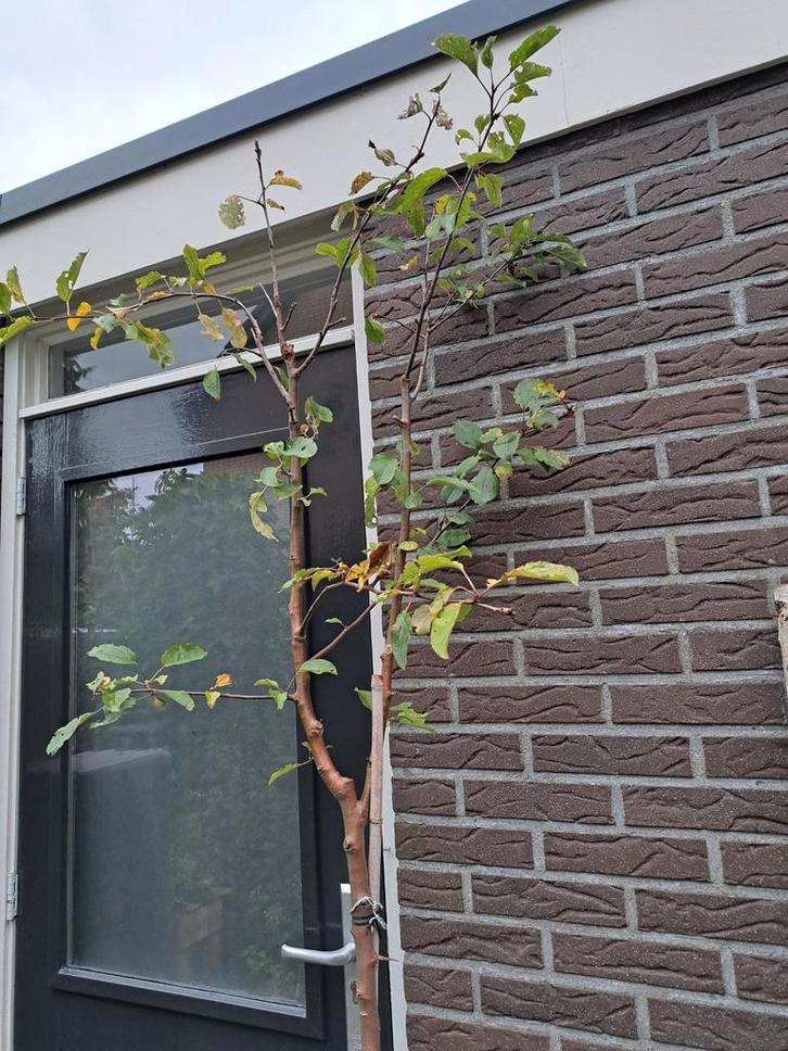 Appelboom, Tuin en Terras, Planten | Fruitbomen, Appelboom, Lente, Ophalen