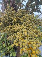 Verse Dadeltakken - Zelf Uitkiezen!, Huis en Inrichting, Ophalen