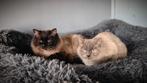 Twee lieve Ragdoll katten zijn opzoek naar een nieuw thuis, Dieren en Toebehoren, Katten en Kittens | Raskatten | Langhaar, Meerdere dieren