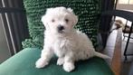 Maltezer leeuwtje. Rasecht., Dieren en Toebehoren, Parvo, Maltezer, Reu, 8 tot 15 weken