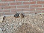 Chinese dwergkwartels, Dieren en Toebehoren, Vogels | Overige Vogels, Meerdere dieren