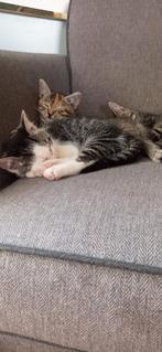 Nieuw avontuur gezocht voor 4 stoere jongens, Kater