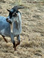 Gezocht: blauwschimmel Tan Dwerggeit bok, Dieren en Toebehoren, Mannelijk, Geit
