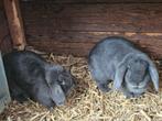 2 blauwe NHD voedsters 1 jaar oud., Dieren en Toebehoren, Konijnen, Vrouwelijk, Dwerg, Hangoor, 0 tot 2 jaar